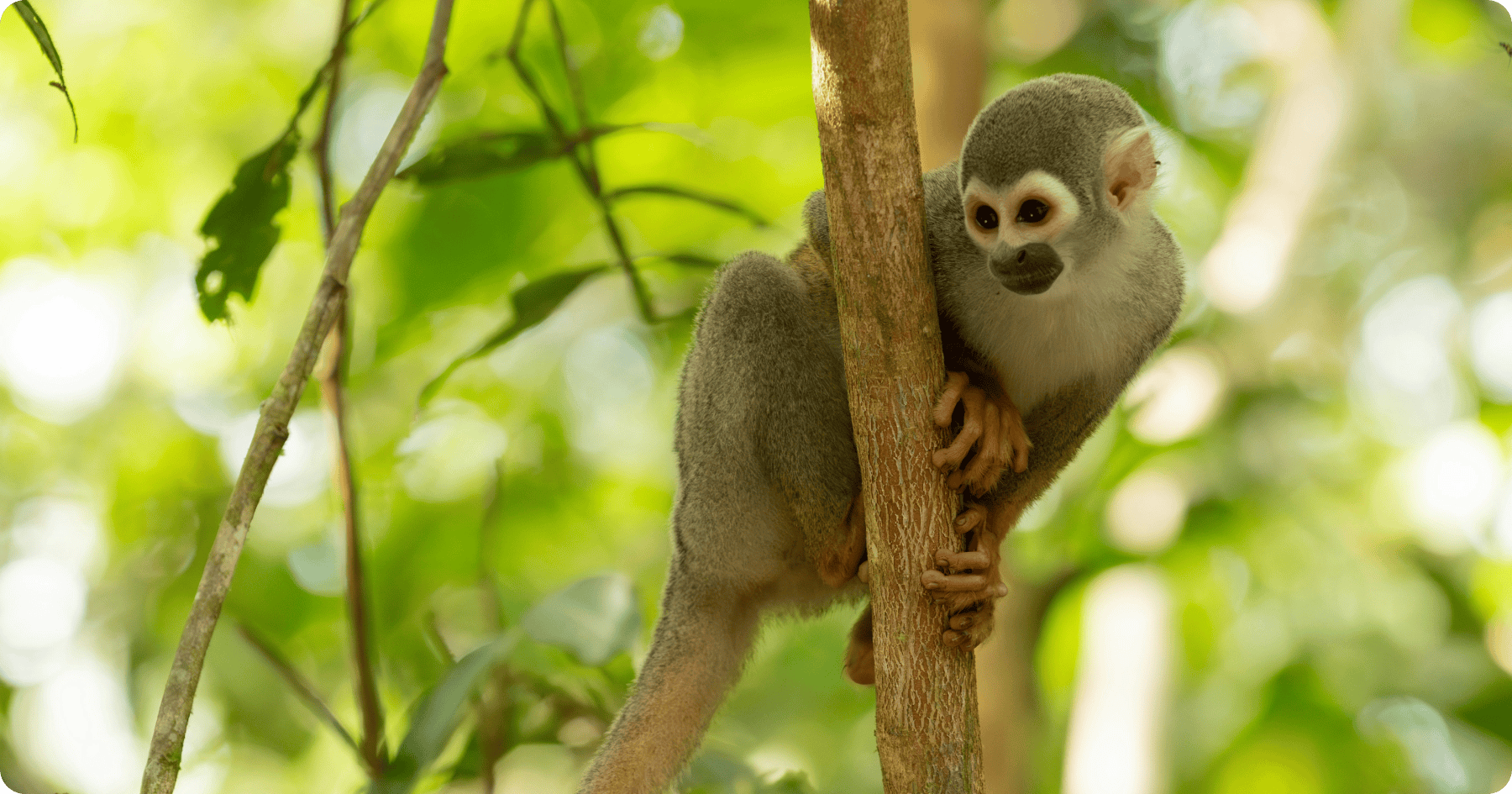 Amazon Rainforest (1).png