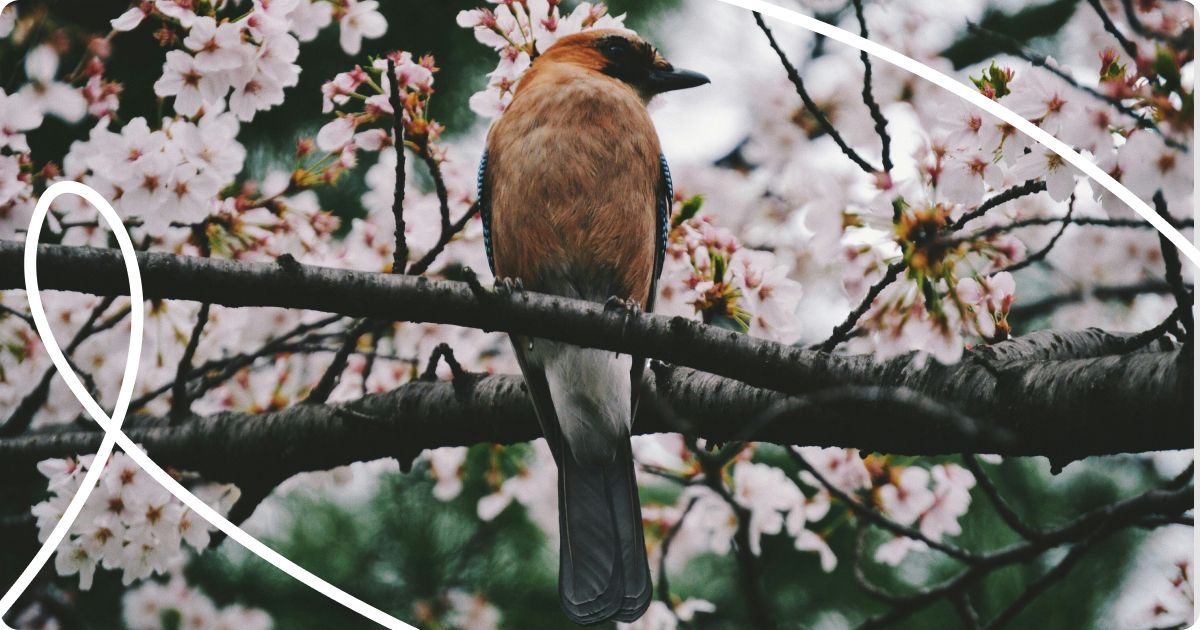 Best Time to See Cherry Blossoms in South Korea.jpg