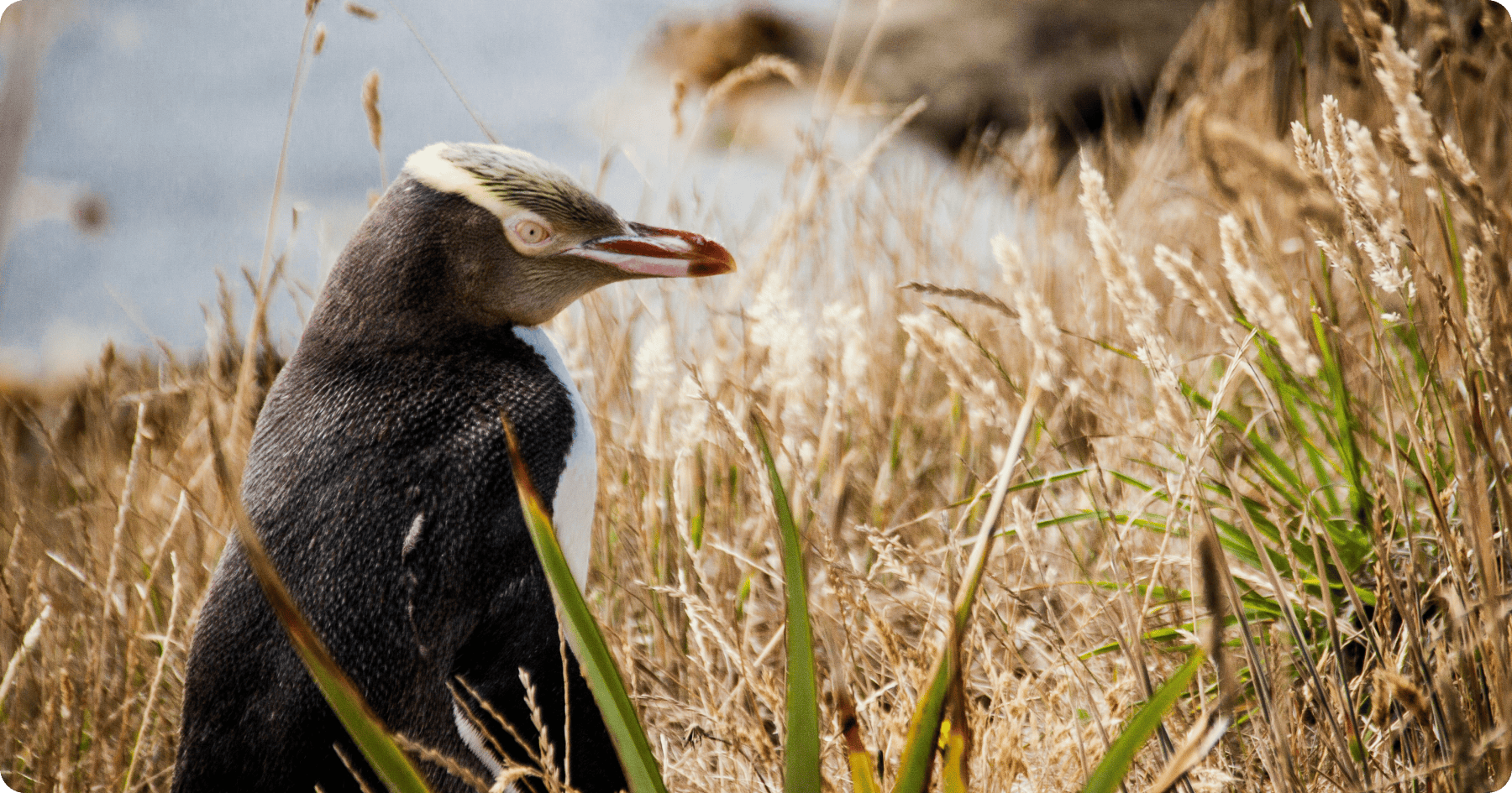 Dunedin and Wildlife.png