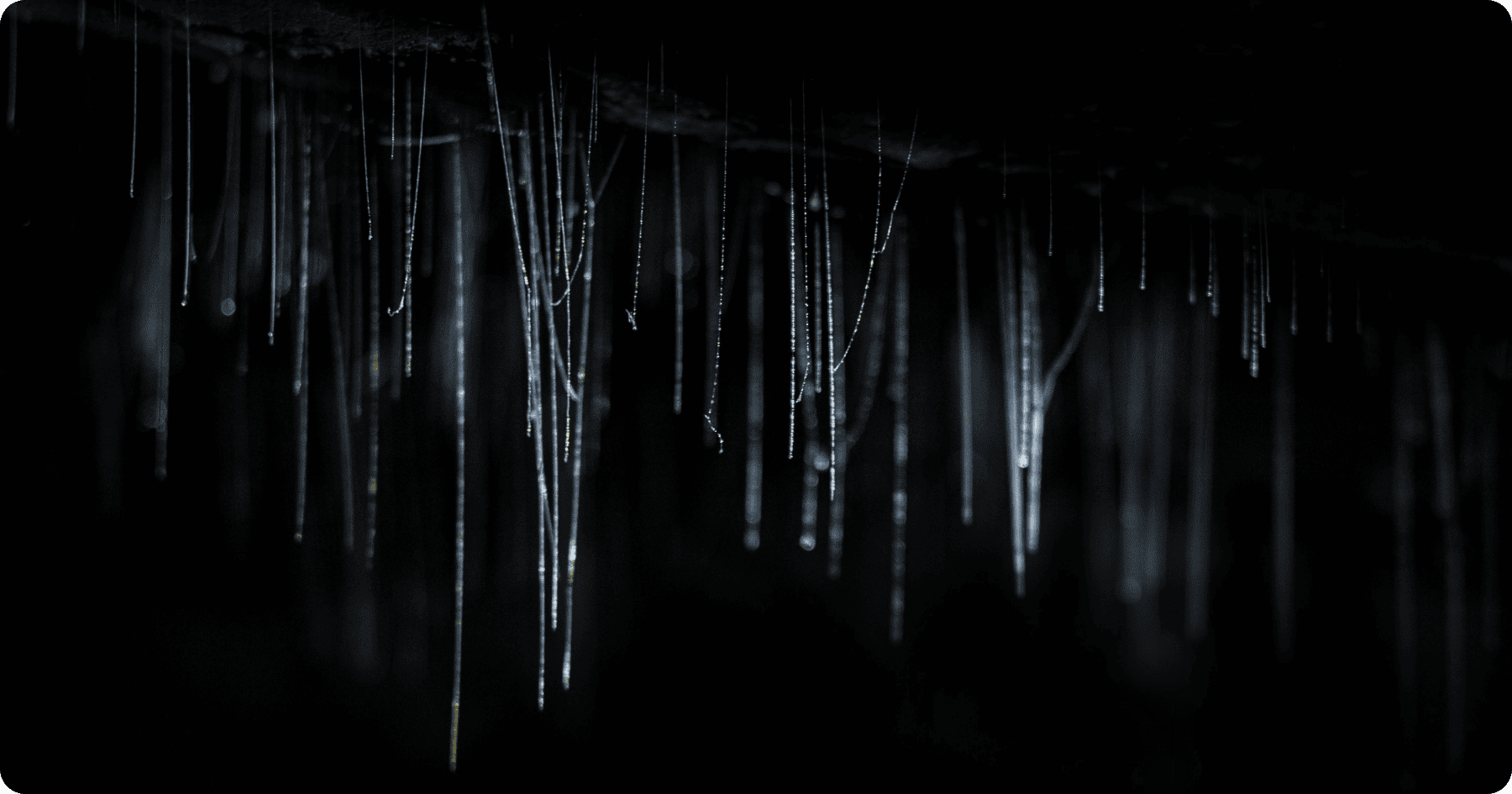 Waitomo Glowworm Caves.png